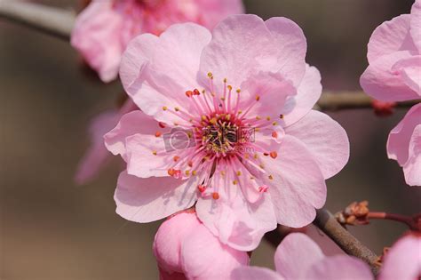 什麼是桃花|桃